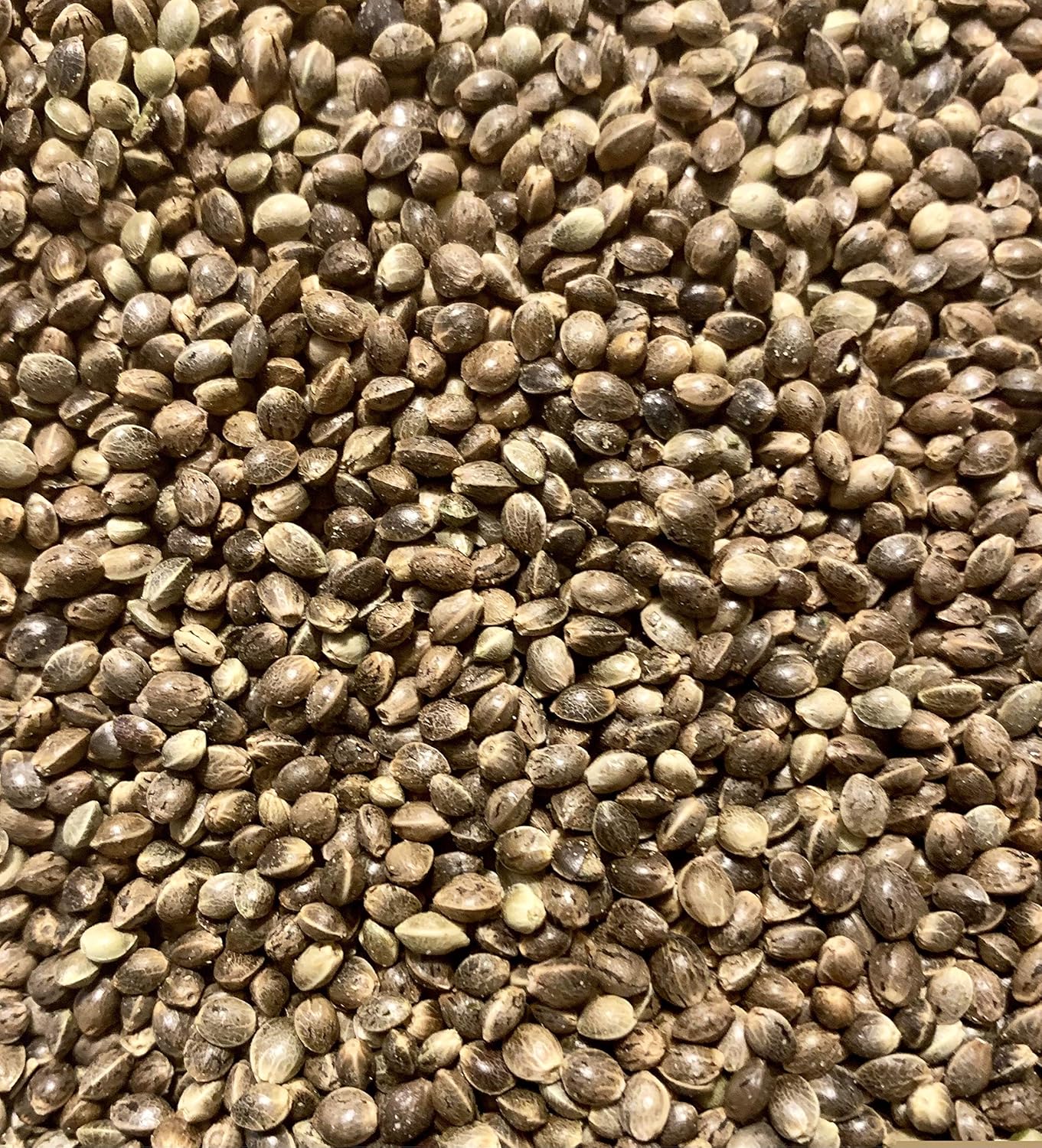 *IN SEASON* Organic Hemp Seeds | 20-30 grams | Food grade Organic Seeds