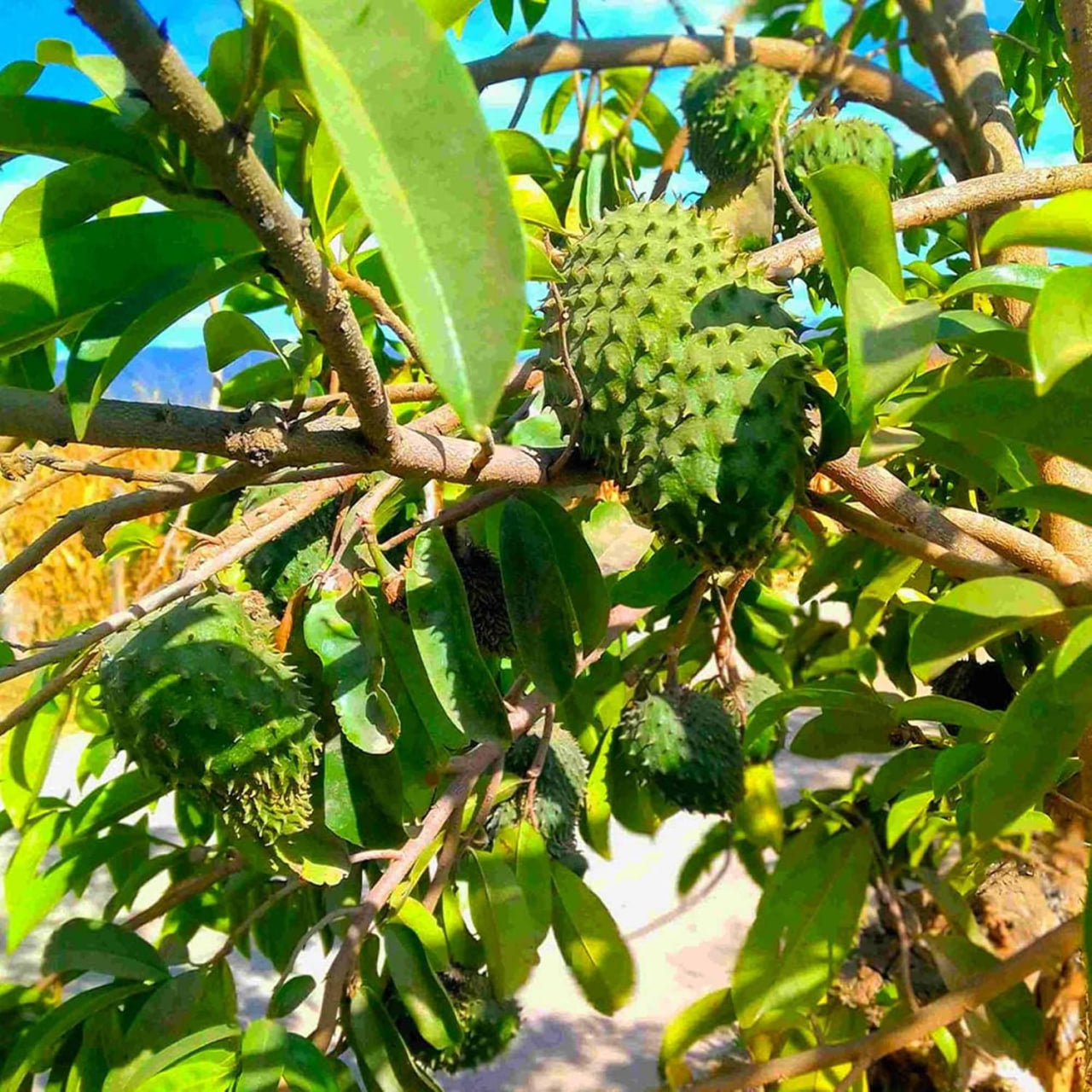 Soursop Tree Seeds - 200 Count - for 2026-2027 Planting Guanabana Tropical Fruit Tree