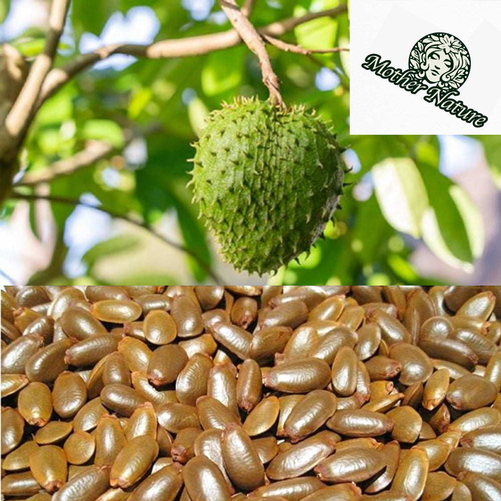 Soursop Tree Seeds - 200 Count - for 2026-2027 Planting Guanabana Tropical Fruit Tree